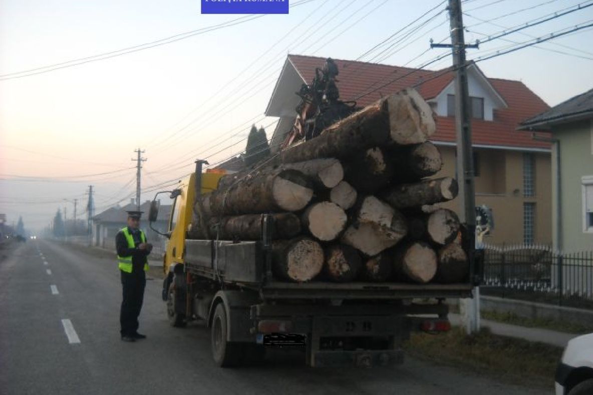 Dosar penal pentru un bărbat care transporta ilegal lemne cu o mașină neînmatriculată