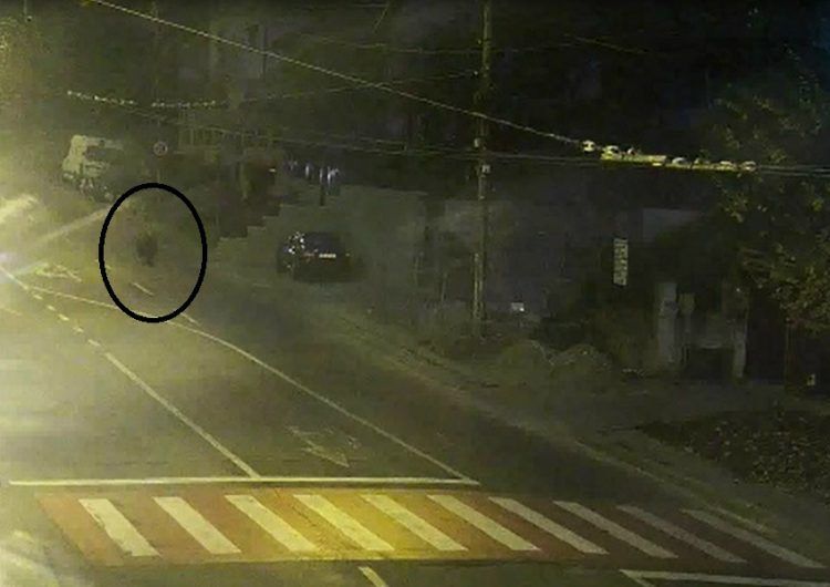 VIDEO | Un urs s-a plimbat prin parc şi pe lângă stadion, în Mediaş