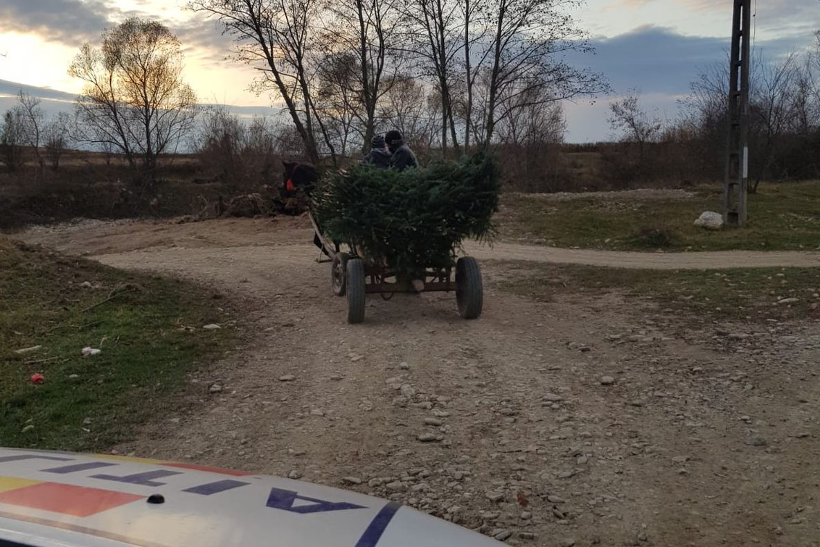 Amendat cu 5.000 de lei pentru transport ilegal de cetină