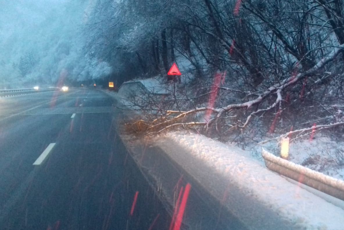 VIDEO | Copac căzut pe Valea Oltului. O bandă, afectată