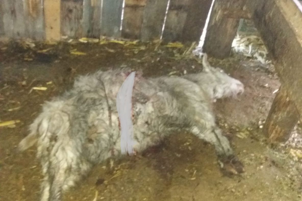 SMURD Sibiu a sărbătorit 25 de ani de existență