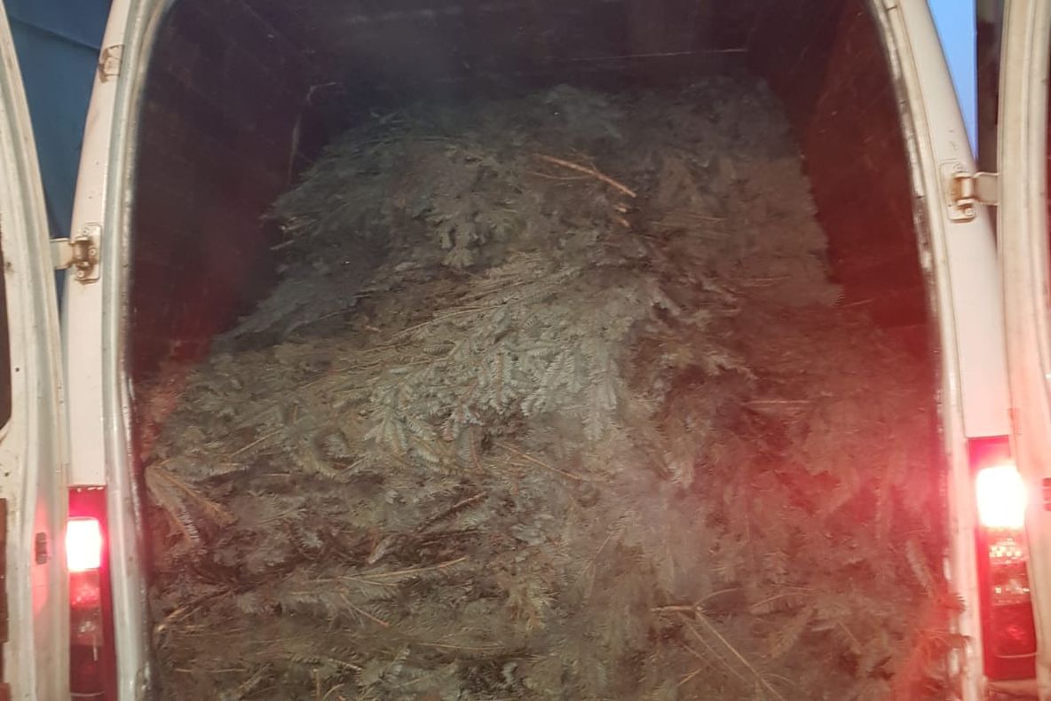 Un bărbat a fost prins fără permis și cu cetină transportată ilegal