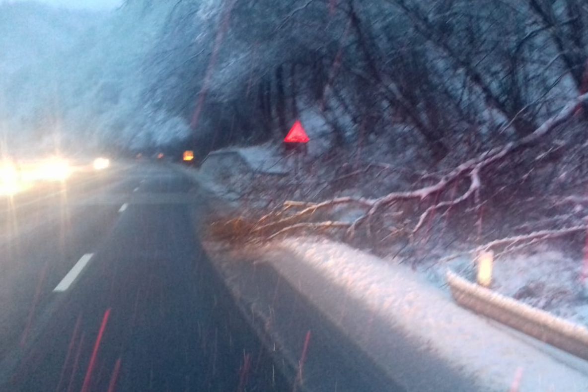 Alți doi copaci au căzut pe Valea Oltului