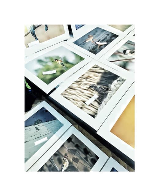 Expoziție de fotografie "Păsările cerului", la Muzeul de Istorie Naturală