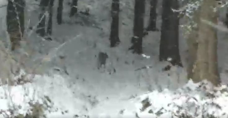 VIDEO | Codrin Ştefănescu, huiduit la Sibiu, acasă la ministrul Turismului: "Ce cauţi aici, mă, nesimţitule?"