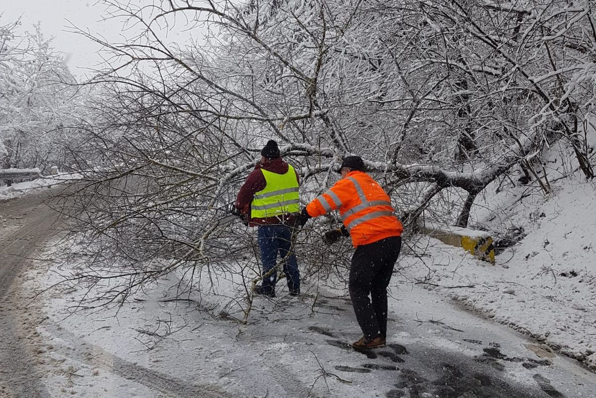 Copac căzut îngreunează traficul pe DN14 A
