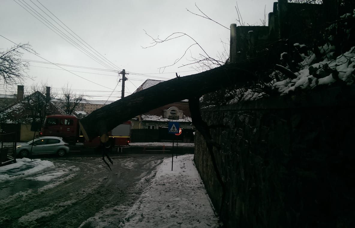 În Sibiu cad copaci și crengi pe carosabil