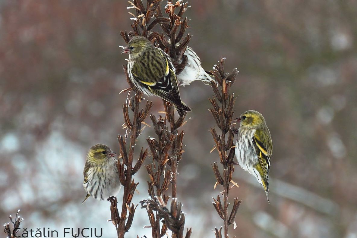 Sibienii, în căutarea păsărilor din Muzeul ASTRA, de Dragobete