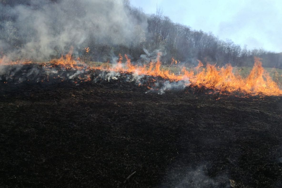 5 ha de litieră de pădure de pin au fost distruse de un incendiu la Roșia