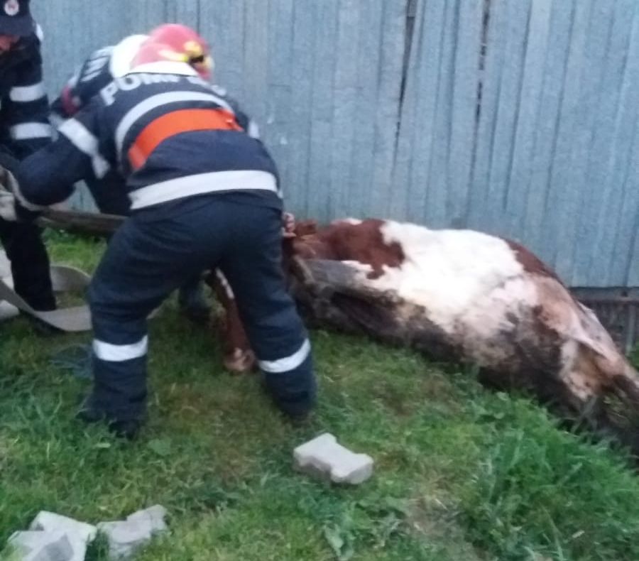 Pompierii au intervenit pentru salvarea unei vaci căzute în șanț, în Agnita