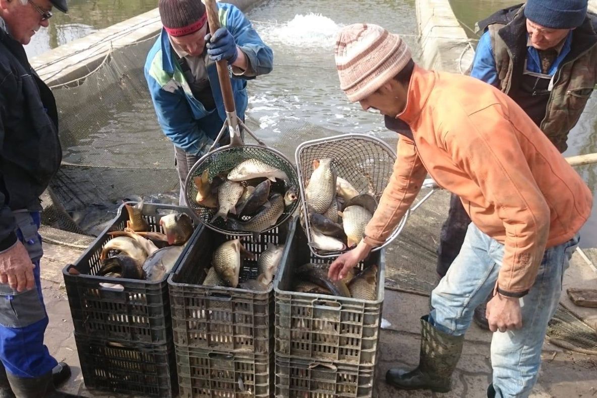 Oltul, populat cu 1.500 kg de crap românesc