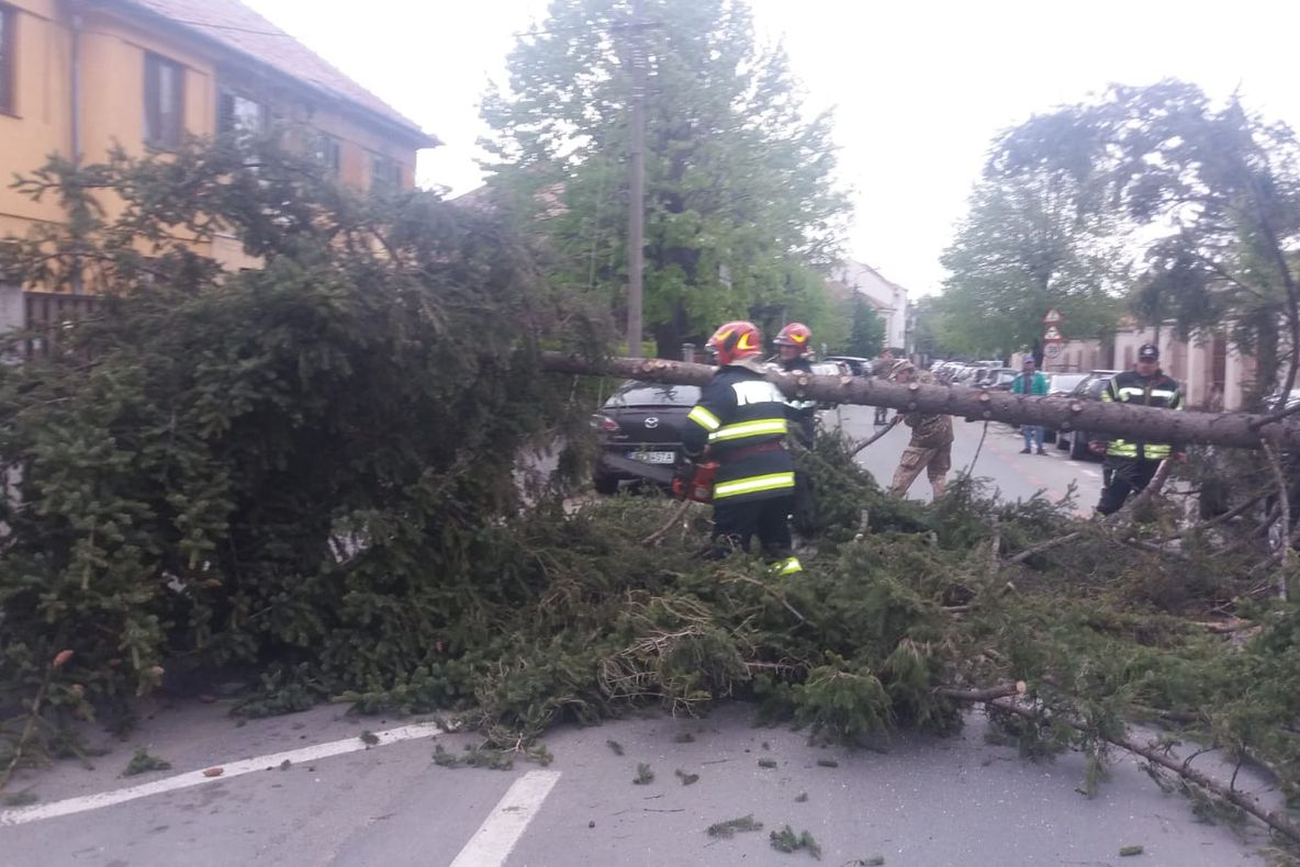VIDEO | Copac căzut pe carosabil, în zona AFT. Trafic blocat pe strada Ștefan cel Mare