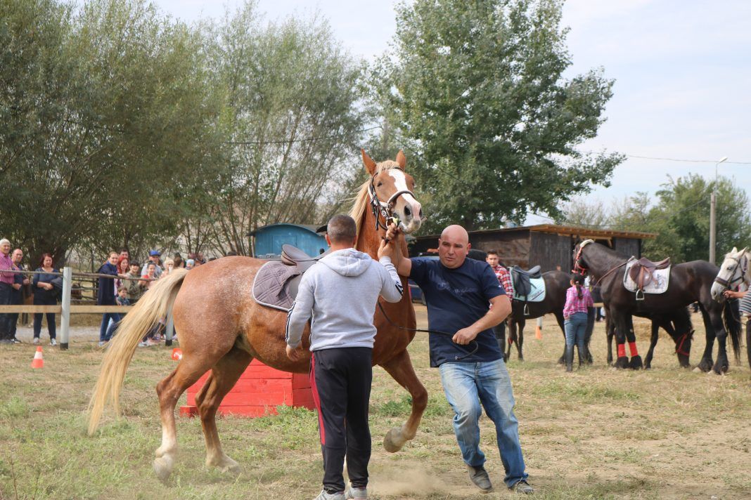 Plimbări călare, probe distractive pentru copii și sărituri peste obstacole, de 1 Iunie, la Baza Hipică din Vasile Aaron