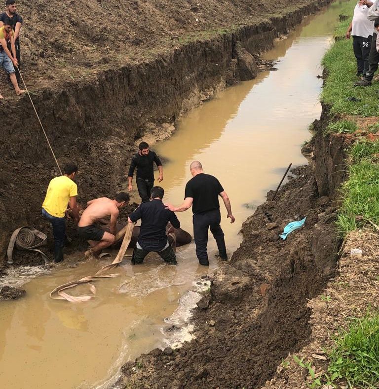 Un cal căzut într-un canal, în Apoldu de Sus, salvat de pompieri