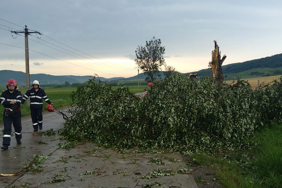 Copac căzut pe DN14, între Copșa Mică și Blaj