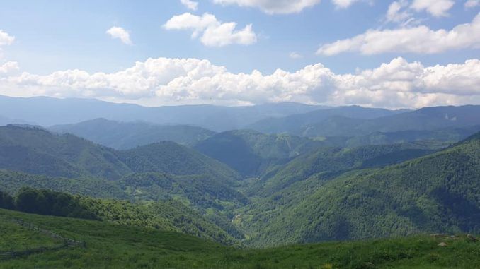 Aproximativ 500.000 de euro pentru pădurile Șelimbărului