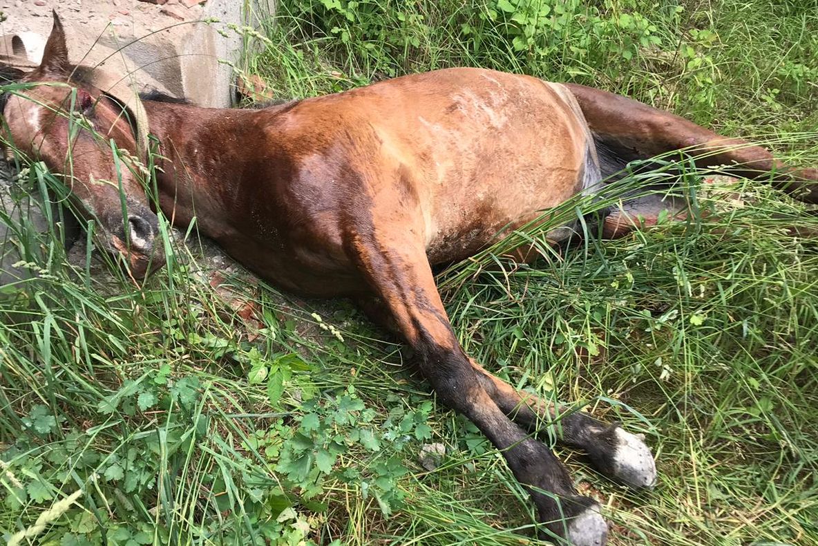 FOTO: Pompierii sibieni au trebuit să scoată un cal căzut într-o fântână de 3 m