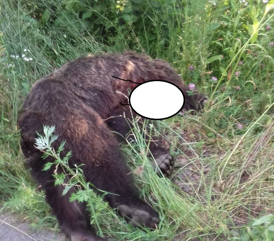 Un urs a murit în zona Păstrăvăriei Albota