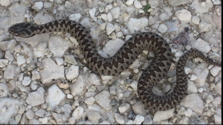 Copil de zece ani, mușcat de o viperă în Râu Sadului. A primit o doză de vaccin antiviperin din Alba Iulia