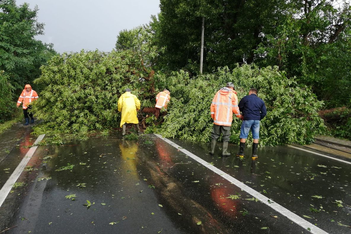 Un copac căzut a blocat traficul total în Tălmaciu
