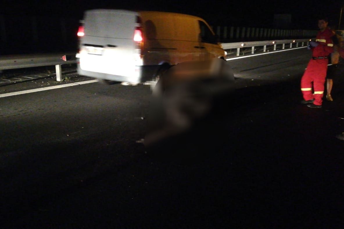 Urs accidentat mortal pe A1, în zona Aciliu. Doi copii, în stare de panică