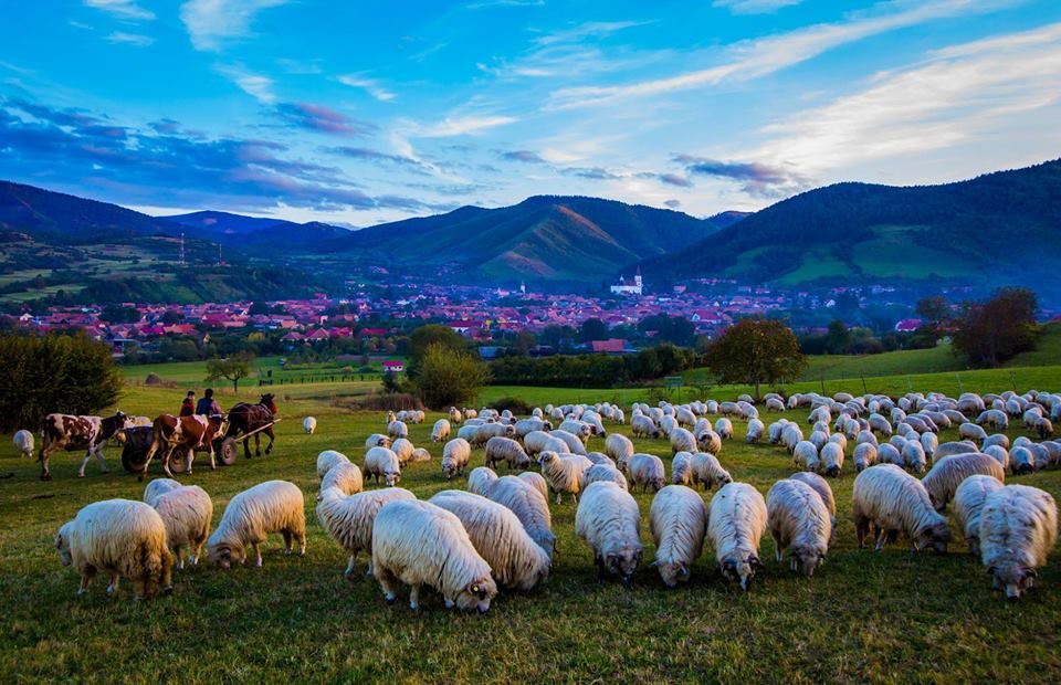 Weekend-ul aduce brânză și țuică în cadrul unui festival tradiție la Rășinari