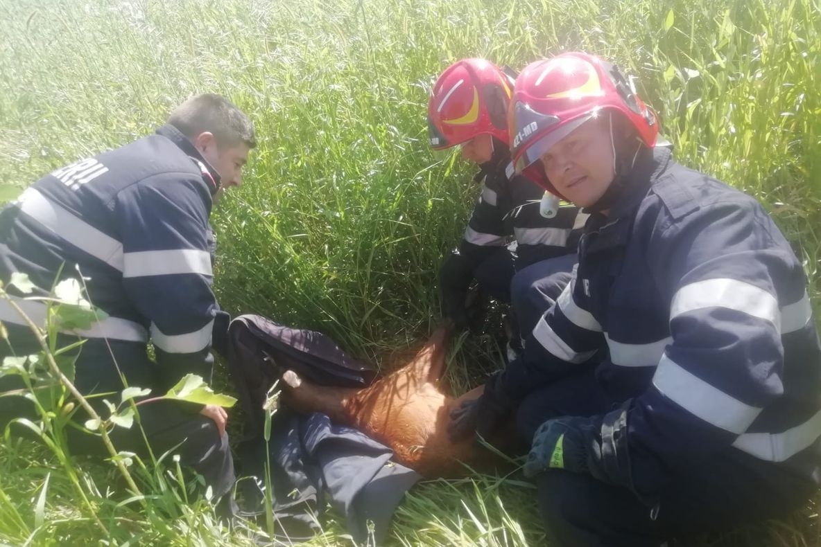 Căprioară căzută într-un canal din Târnava, salvată de pompieri