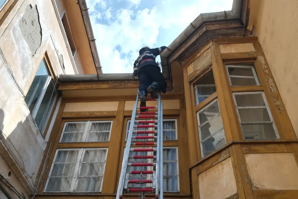 Foto/Pisicuță blocată pe acoperișul unei case salvată de pompieri