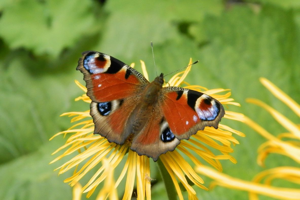 Sâmbătă în Parcul Sub Arini are loc inaugurarea traseului „Cunoaște natura din jurul tău”
