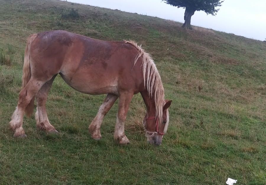 Doi tineri riscă închisoarea după ce au furat doi cai