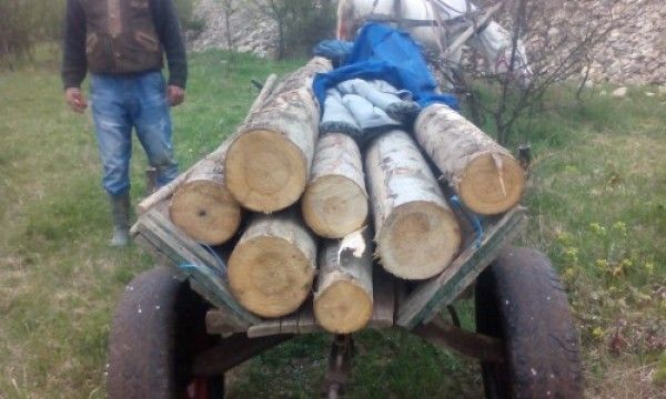 Amenzi în valoare de 9.000 de lei, aplicate de polițiști pentru transport ilegal de lemne