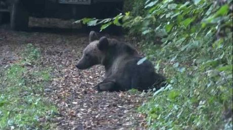 O ursoaică și un pui, la plimbare prin Mediaș