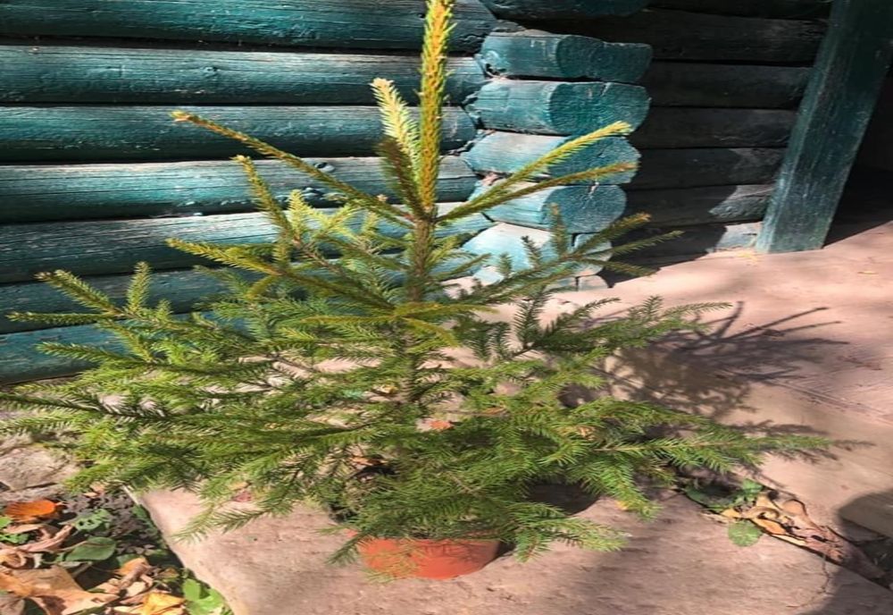 Romsilva lansează campania „Un copil, un brăduț” pentru a responsabiliza micuții față de natură