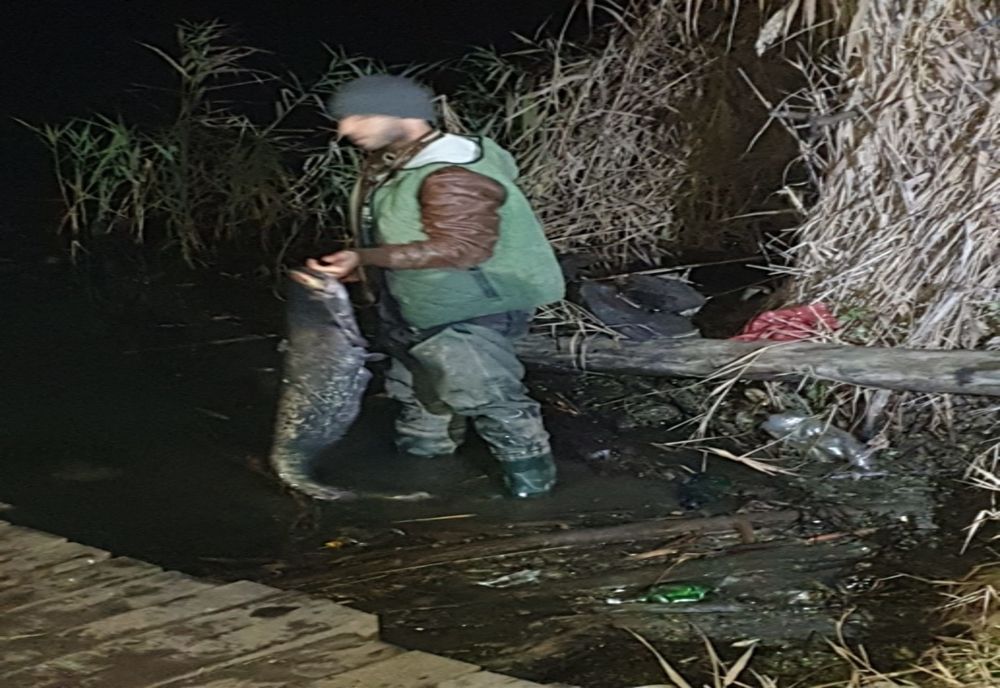 Braconaj piscicol pe Olt. Peste 300 de kilograme de pește, eliberate în apă