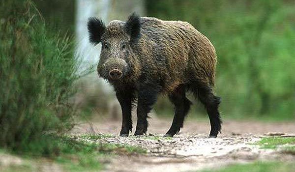 Pesta porcină confirmată și la mistreții din județul Sibiu