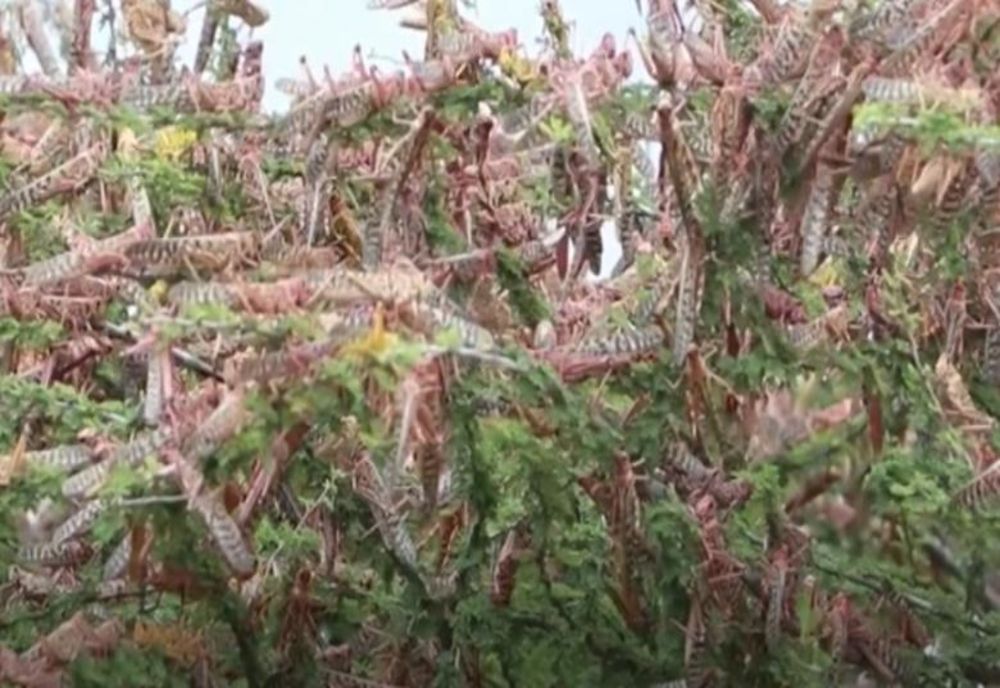 AFRICA DE EST - Invazie uriașă de lăcuste de deșert VIDEO