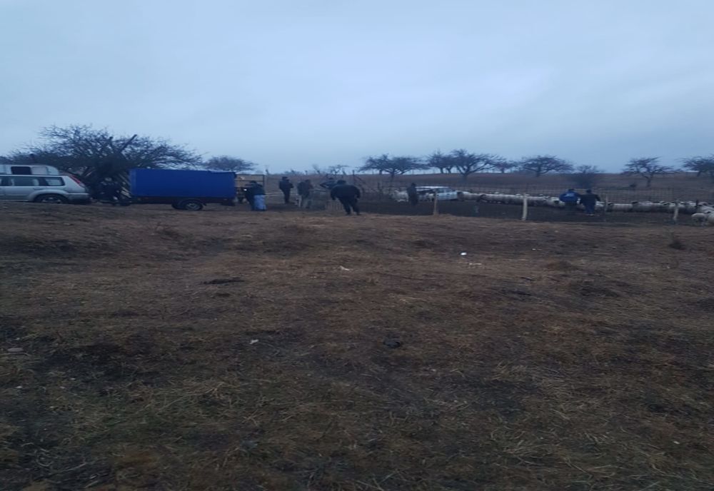 Patru argeșeni, reținuți după ce i-ar fi furat unei femei din Cârțișoara 20 de oi 