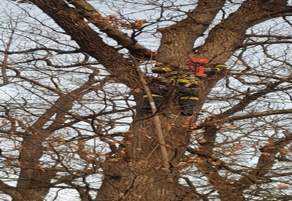 Creangă desprinsă de copac, în Sub Arini, îndepărtată de pompieri