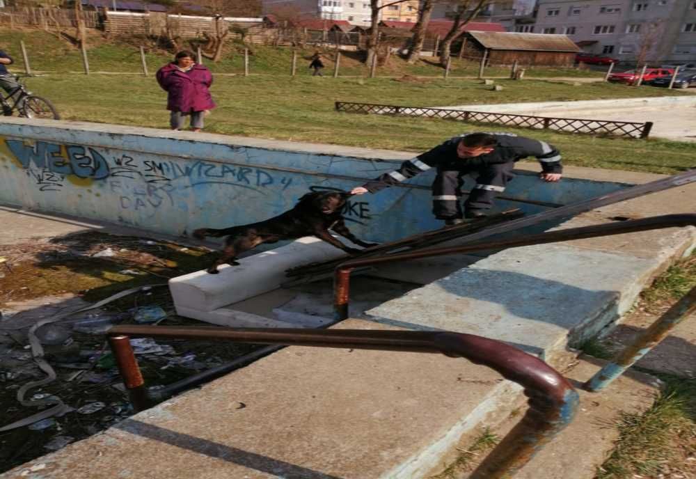 Cățel căzut în ștrandul din Agnita, salvat de pompieri