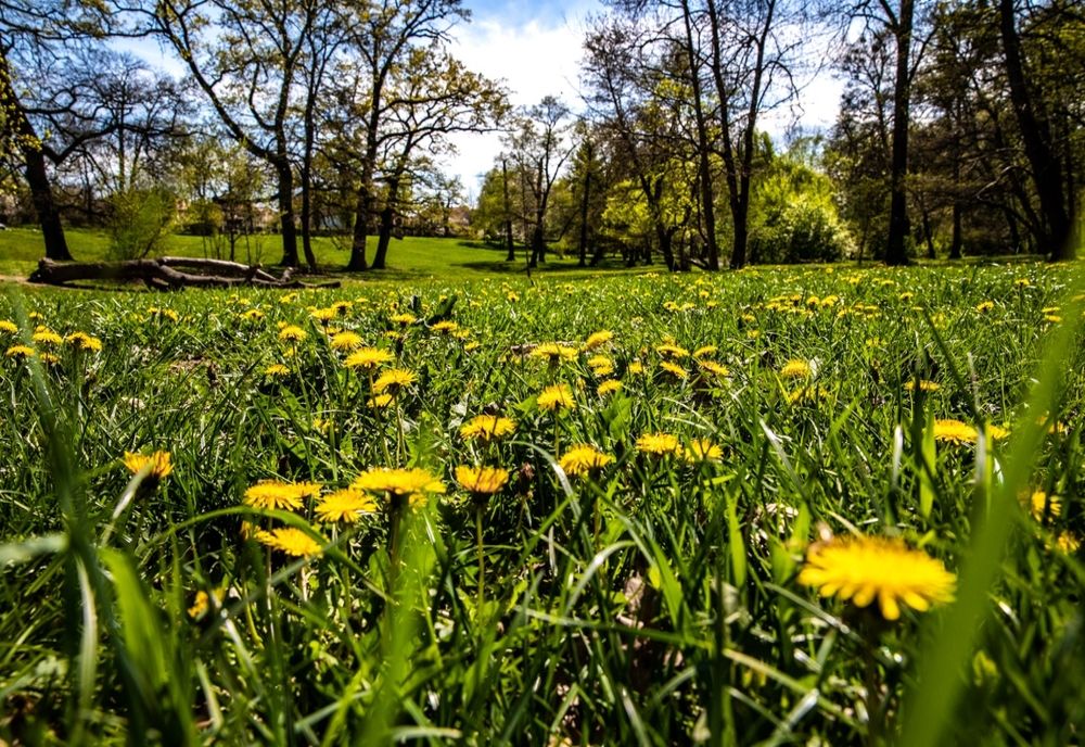 Mii de flori, arbori și arbuști dau viață Sibiului