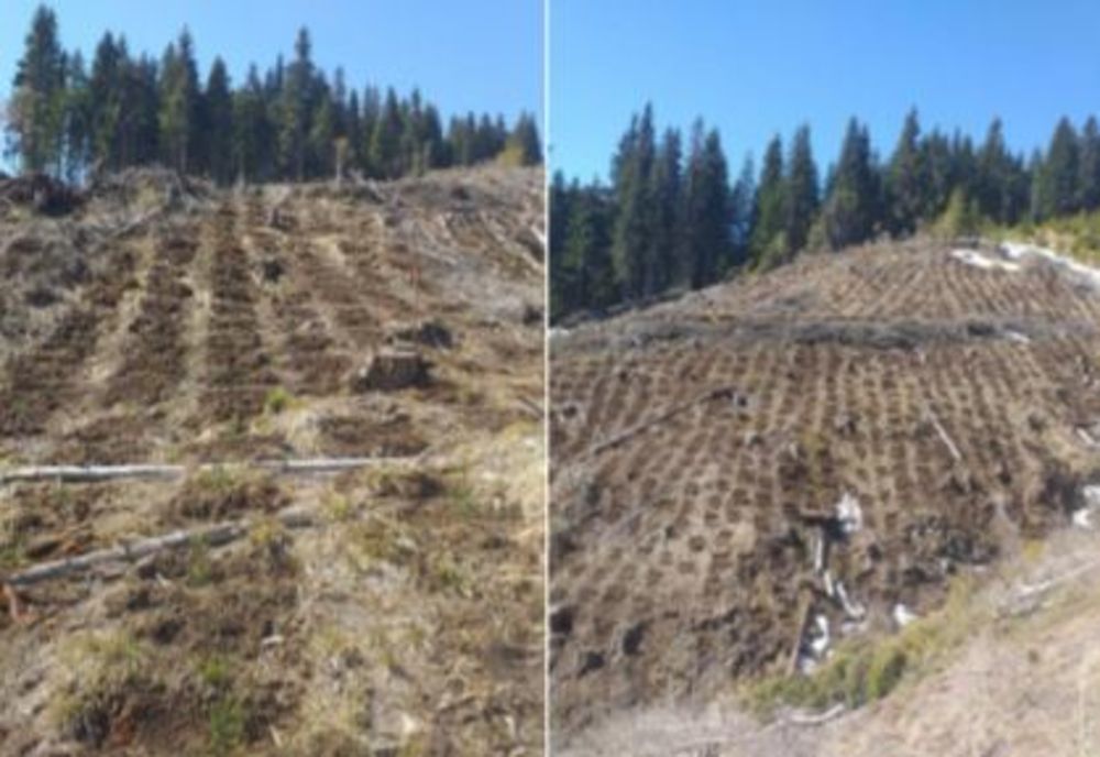 Peste 4,25 milioane de puieți forestieri, plantați până astăzi