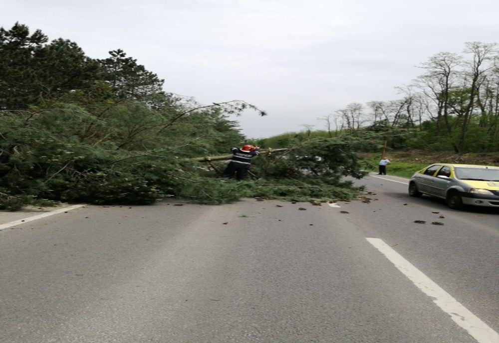 Un copac a căzut pe DN14, la ieșirea din Mediaș, spre Dumbrăveni