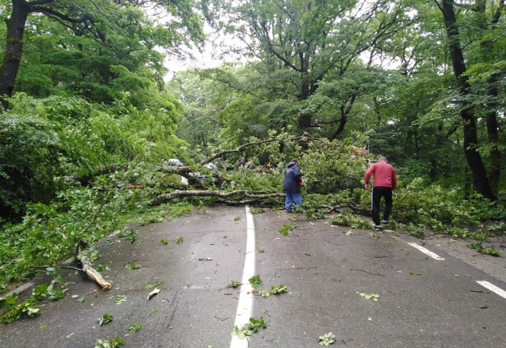 Trafic blocat între Sibiu și Cisnădioara, din cauza unui copac căzut pe carosabil