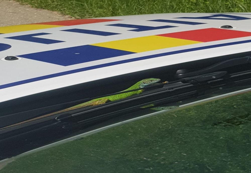 Cine s-a plimbat cu mașina polițiștilor din Miercurea Sibiului