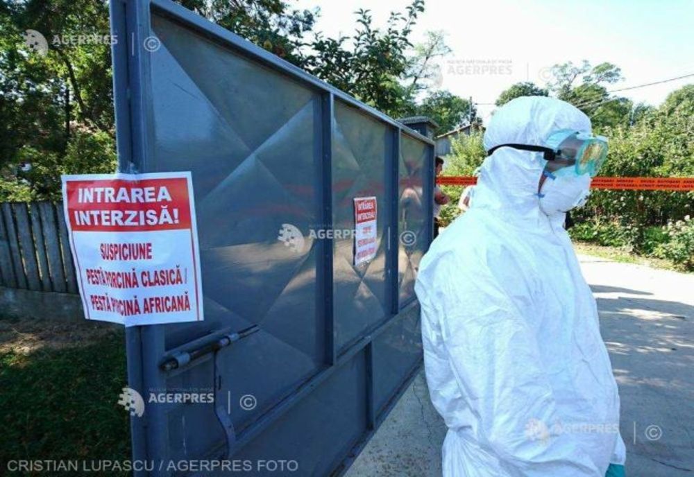 Trei focare de pestă porcină africană, în județul Sibiu
