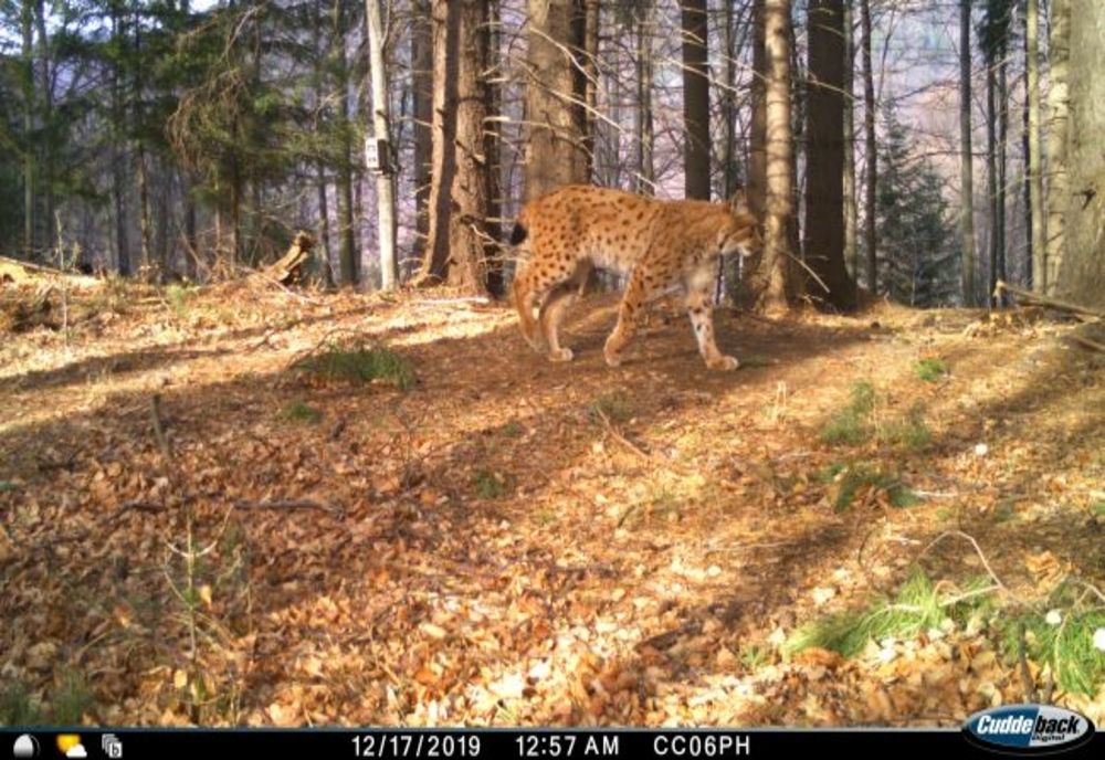 VIDEO Râsul, filmare de excepție în Munții Făgăraș