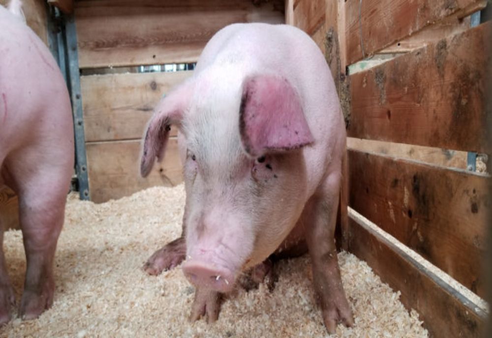 Au furat un porc iar acum au ajuns în arestul Poliției