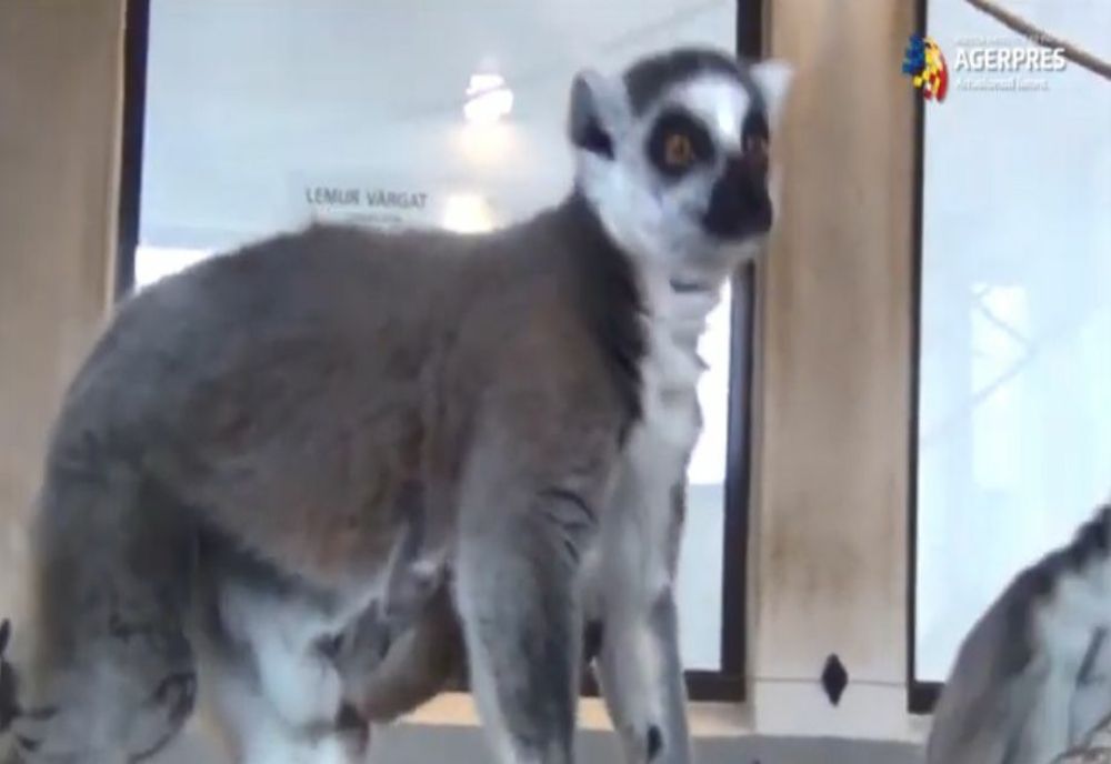O femelă lemurian a născut gemeni, la Zoo Sibiu (VIDEO)