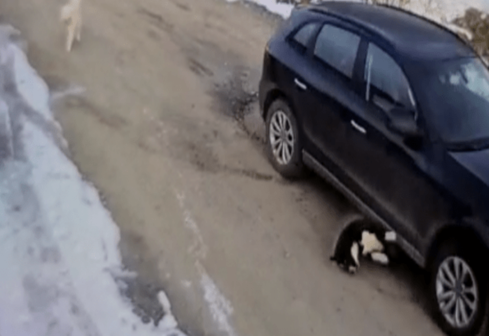 VIDEO Câine lovit de o mașină la Cisnădioara. Șoferul și-a continuat liniștit drumul