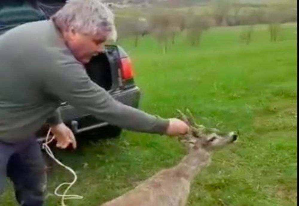 VIDEO Căprior salvat de vânătorii sibieni dintr-o mlaștină